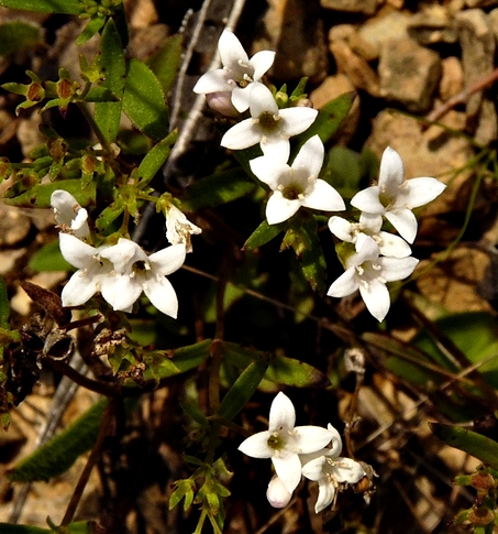 {Houstonia canadensis}